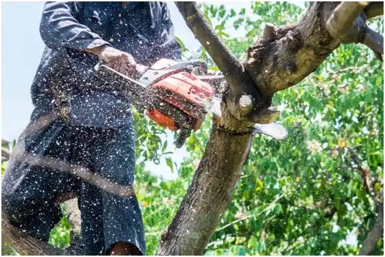 tree services Lewistown